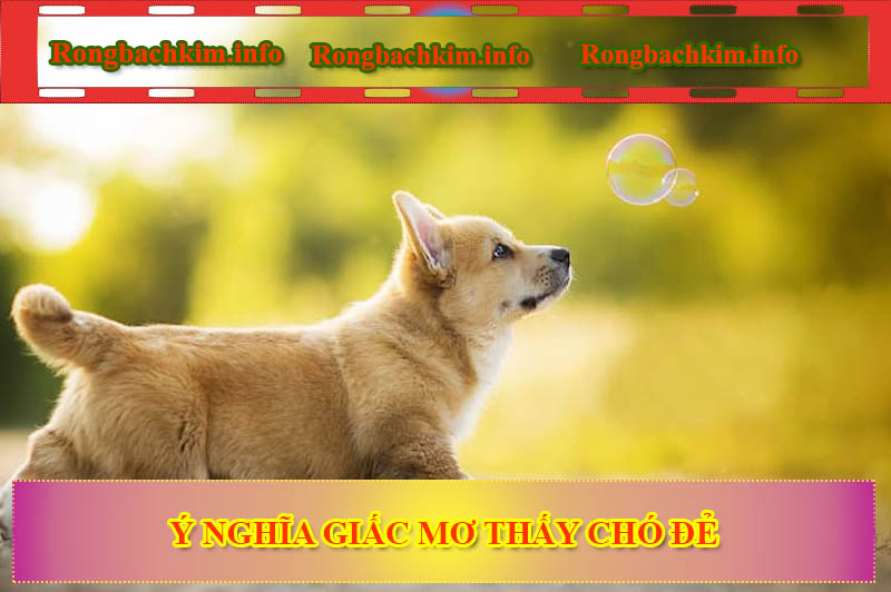 Ý nghĩa giấc mơ thấy chó đẻ