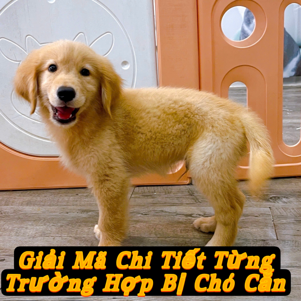 Mơ bị chó vàng cắn vào tay