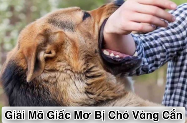 Giải Mã Giấc Mơ Bị Chó Vàng Cắn