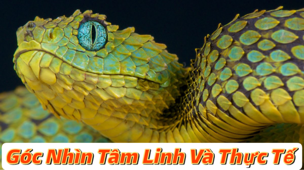 Góc nhìn khoa học về giấc mơ rắn