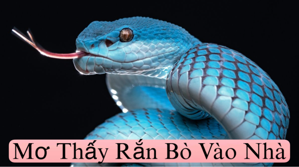 Mơ Thấy Rắn Bò Vào Nhà Đánh Số Mấy?