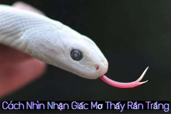 Hiểu rằng giấc mơ phản ánh nội tâm nhiều hơn là điềm báo