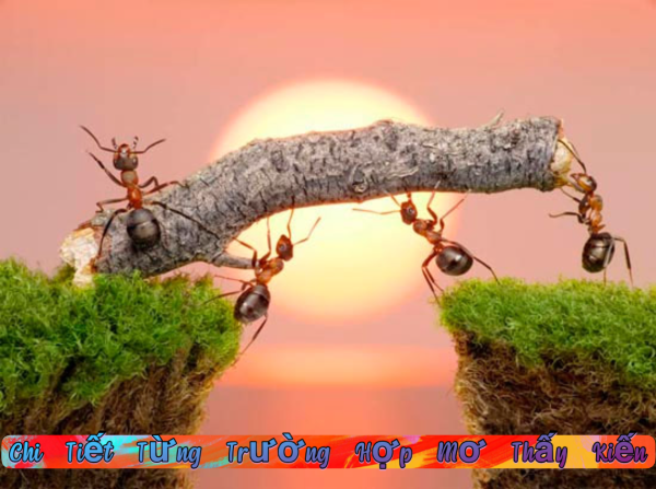 Mơ thấy kiến đen