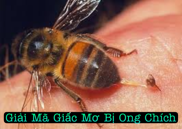 Giải Mã Giấc Mơ Bị Ong Chích