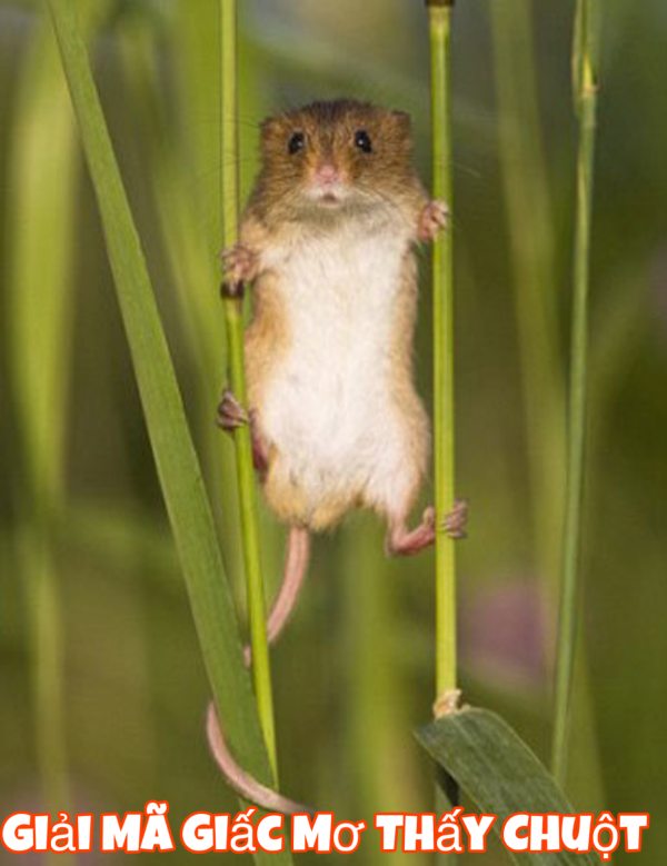 Giải Mã Giấc Mơ Thấy Chuột