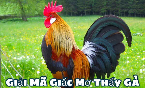 Giải Mã Giấc Mơ Thấy Gà