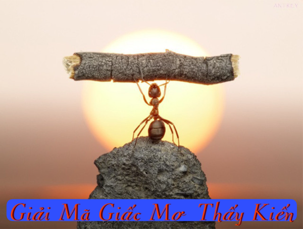 Giải Mã Giấc Mơ Thấy Kiến