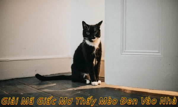 Giải Mã Giấc Mơ Thấy Mèo Đen Vào Nhà
