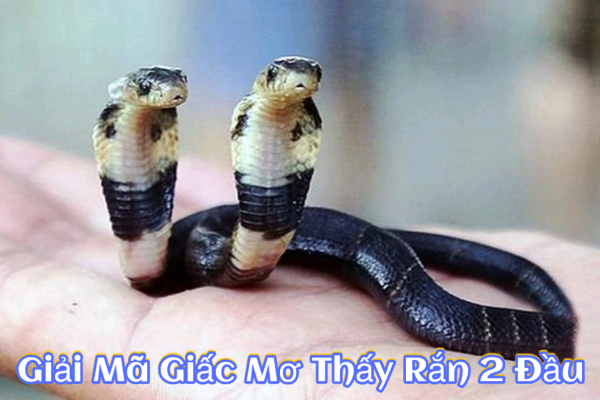 Giải Mã Giấc Mơ Thấy Rắn 2 Đầu