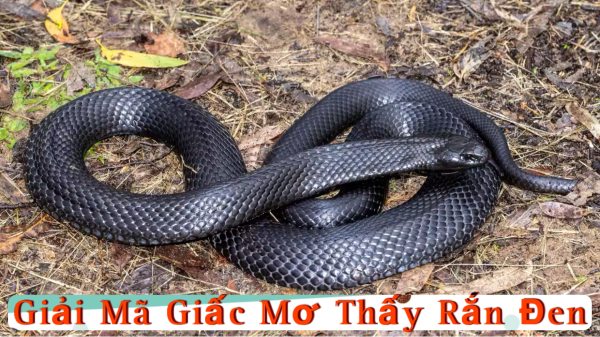 Giải Mã Giấc Mơ Thấy Rắn Đen