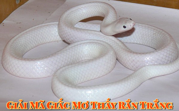 Giải Mã Giấc Mơ Thấy Rắn Trắng