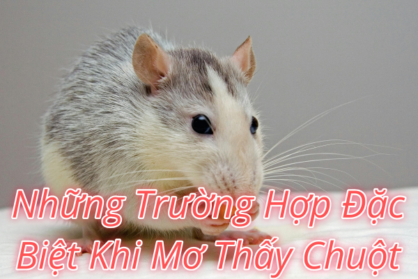 Mơ thấy chuột chạy khắp nhà