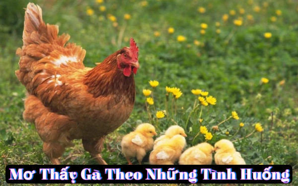 Mơ thấy gà đang bới đất tìm mồi
