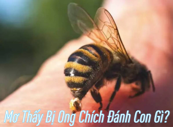 Luận số theo hoàn cảnh xảy ra trong mơ