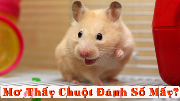 Luận số theo hành động của chuột