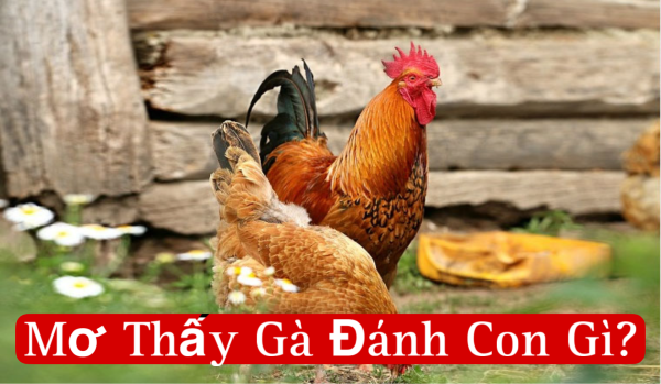 Luận số theo số lượng gà trong mơ