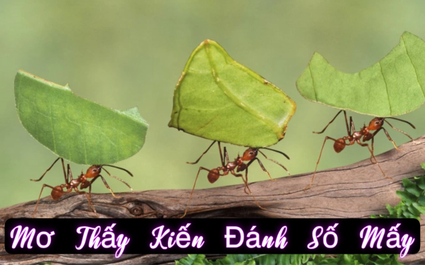 Tổng Hợp Những Con Số Phổ Biến Khi Mơ Thấy Kiến