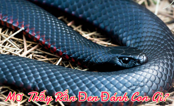 Con số phổ biến khi mơ thấy rắn đen