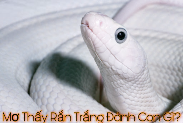 Mơ thấy rắn trắng bò lên giường