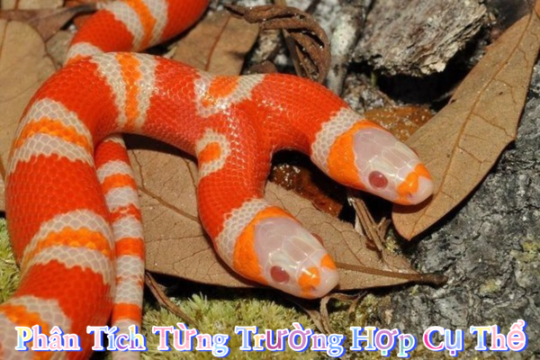 Mơ thấy rắn hai đầu bò quanh mình nhưng không cắn