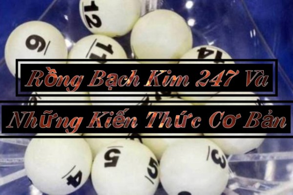 Rồng Bạch Kim 247 Và Những Kiến Thức Cơ Bản Dễ Tiếp Cận