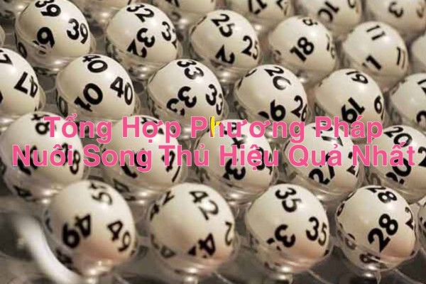 Tổng Hợp Phương Pháp Nuôi Song Thủ Hiệu Quả Nhất